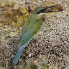 Blue-tailed Bee-eater
